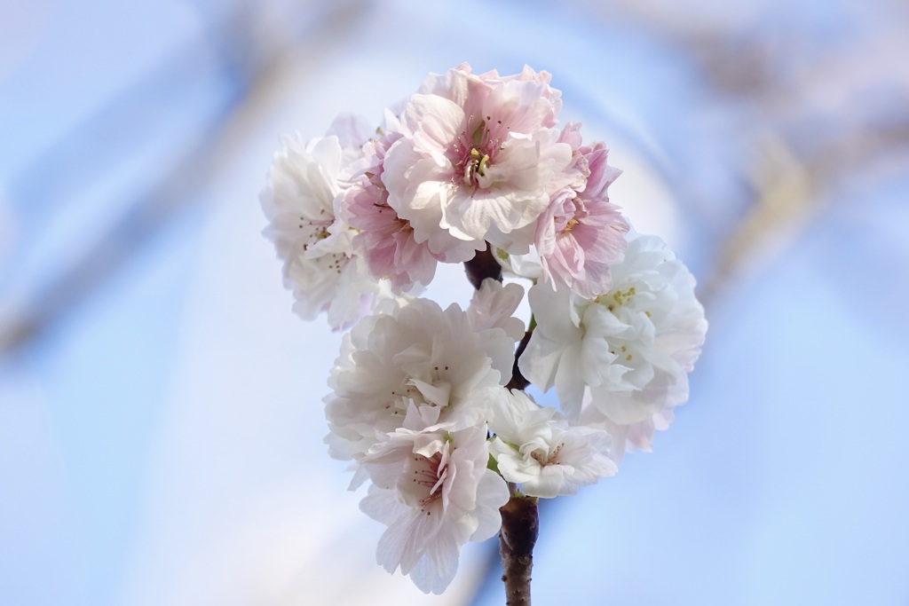 ジュウガツサクラ(十月桜)