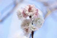 ジュウガツサクラ(十月桜)