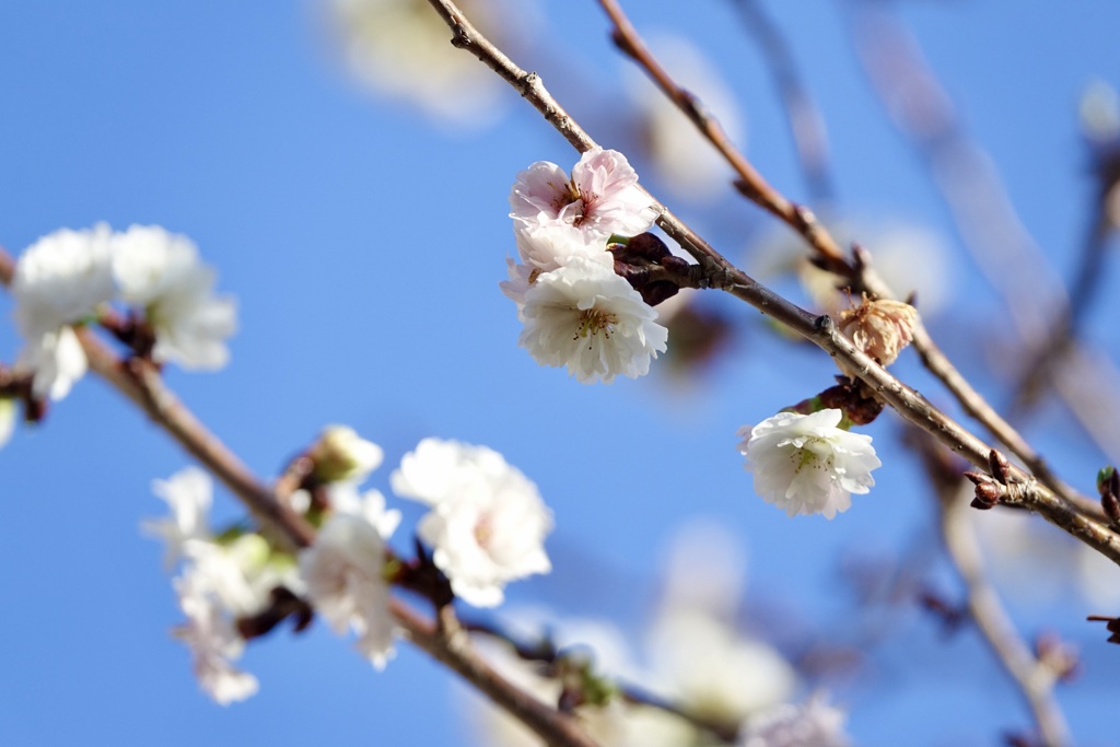 ジュウガツサクラ(十月桜)