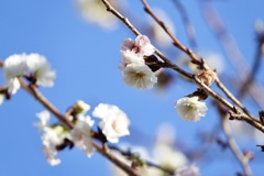 ジュウガツサクラ(十月桜)