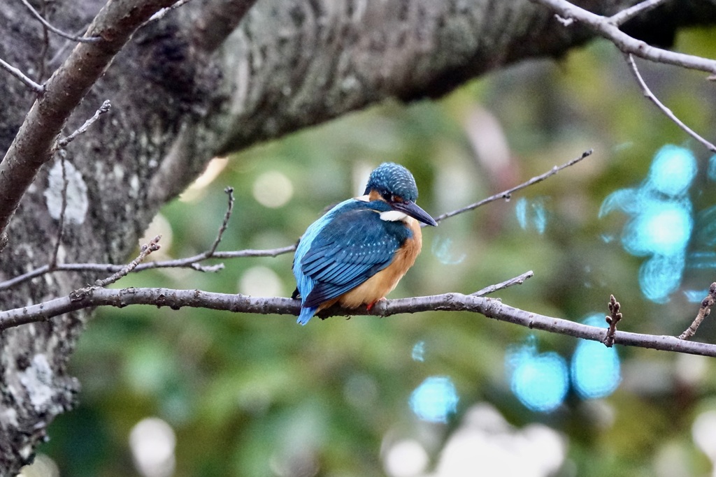 散歩道のカワセミ