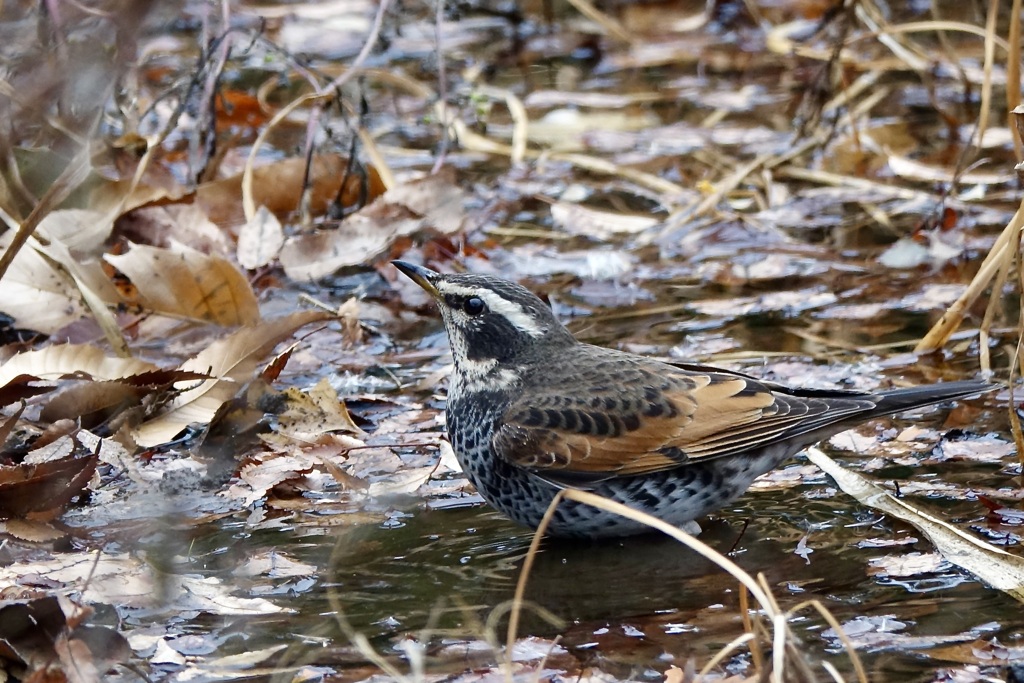 ツグミの水浴び