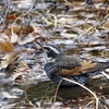 ツグミの水浴び