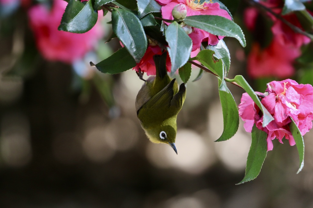 サザンカとメジロ