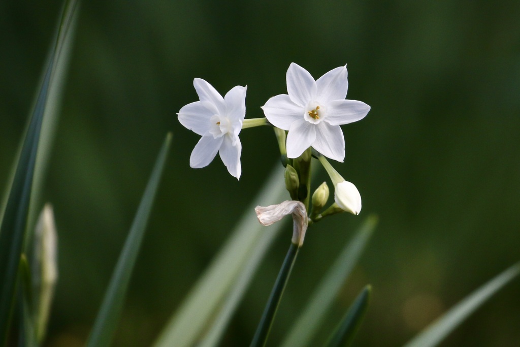 水仙(ペーパーホワイト)