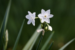 水仙(ペーパーホワイト)