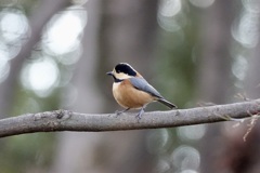 ヤマガラ(山雀)