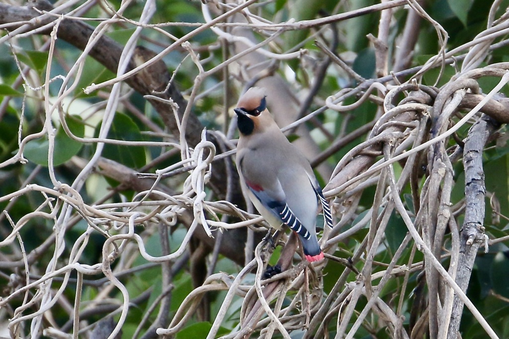 久しぶりのヒレンジャク
