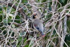 久しぶりのヒレンジャク
