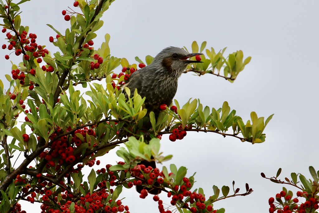 赤い実を食べたー♪