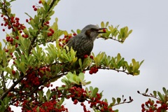 赤い実を食べたー♪