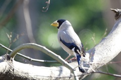 初めての出会い・イカル