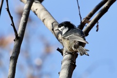 初めての出会い・ヒガラ(日雀)