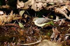 キセキレイ(黄鶺鴒)