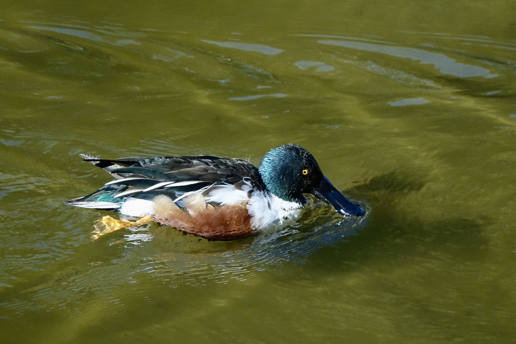 ハシビロガモ(嘴広鴨)