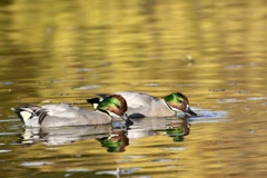 ヨシガモ(葦鴨)