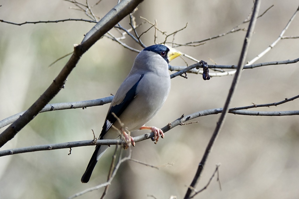 初めての出会い・イカル