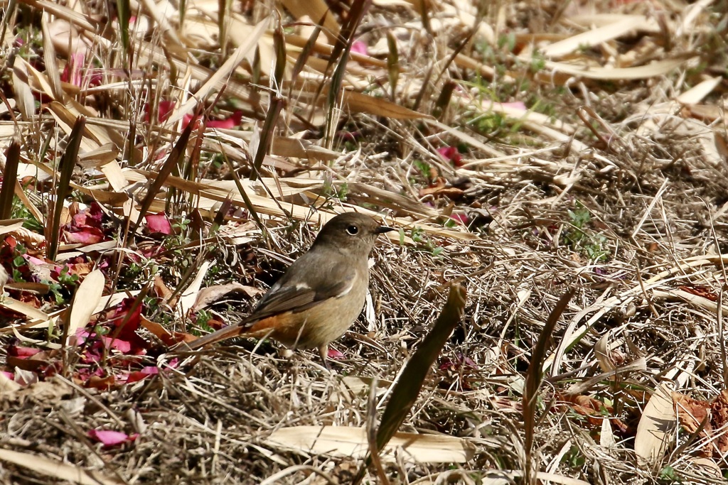 地上のヒタキ②