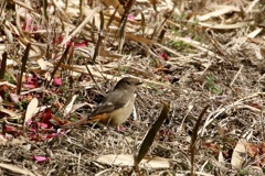 地上のヒタキ②