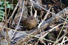 藪の中のミソサザイ(鷦鷯)