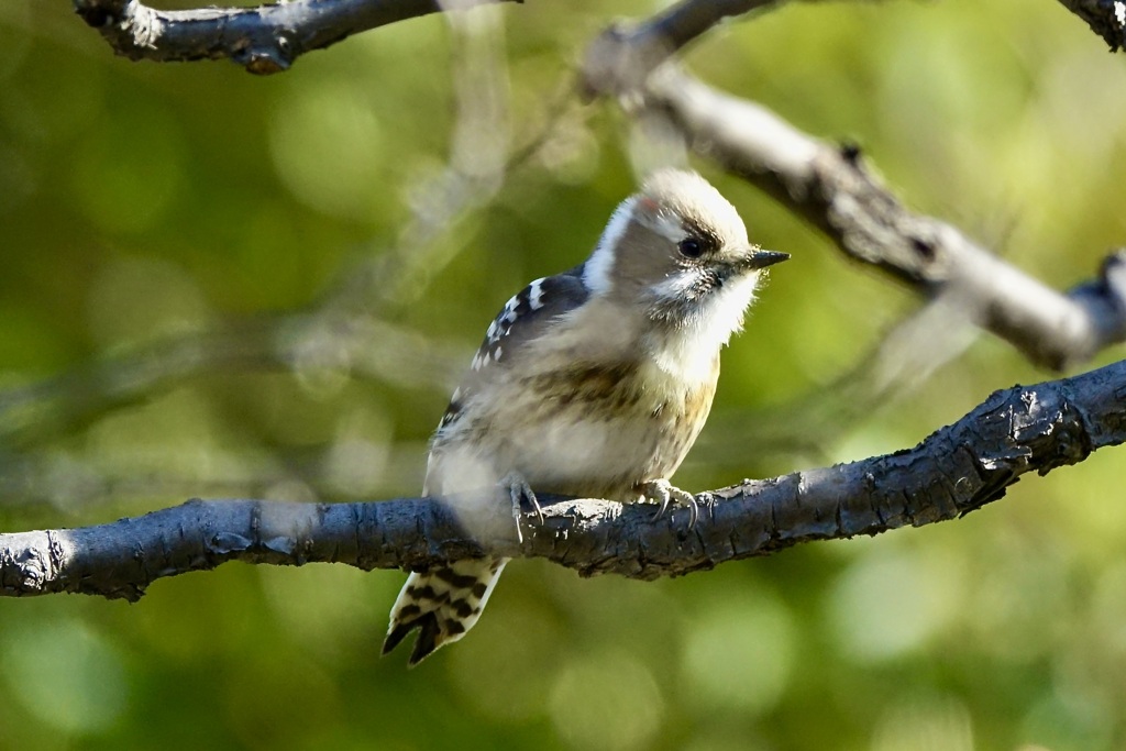 小さな大工さん・コゲラ(小啄木鳥)