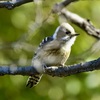 小さな大工さん・コゲラ(小啄木鳥)