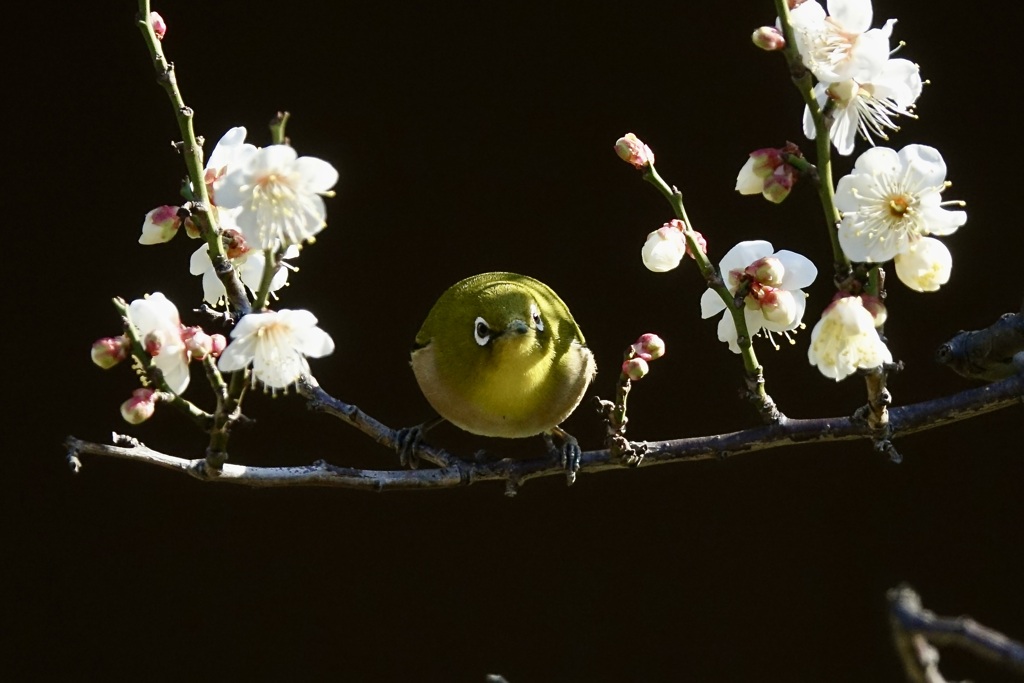 梅の花にメジロ