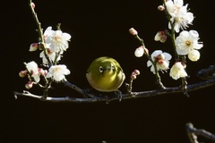 梅の花にメジロ