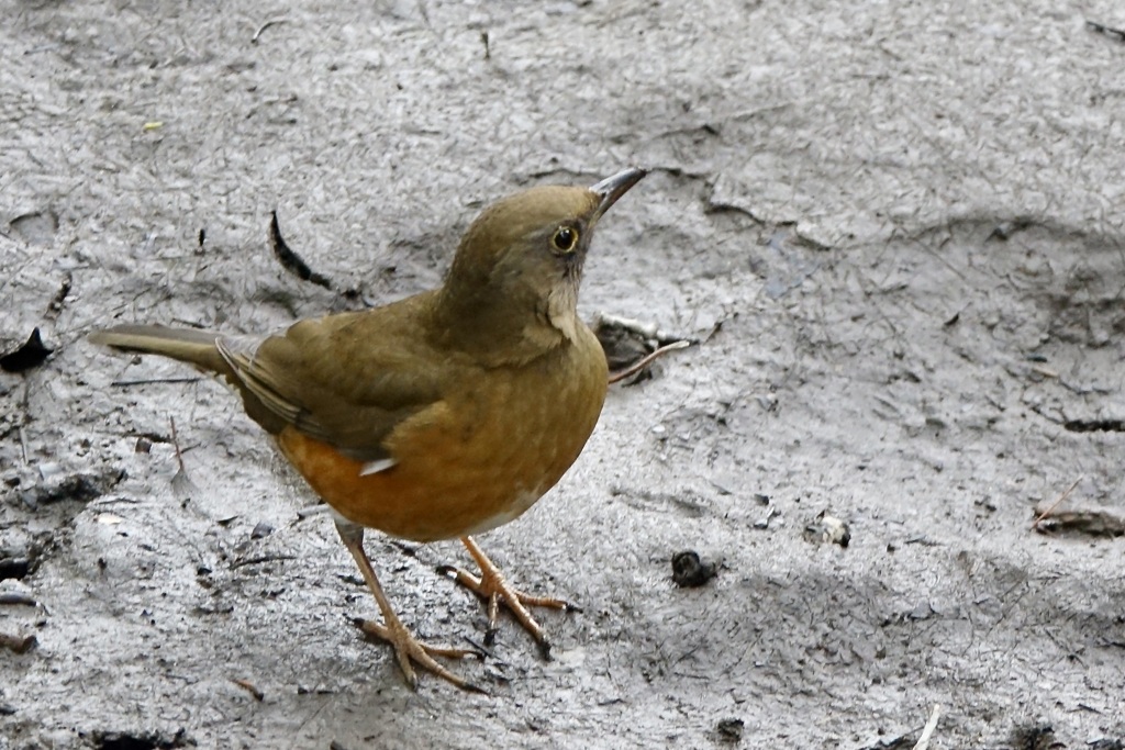 今季お初・アカハラ(赤腹)