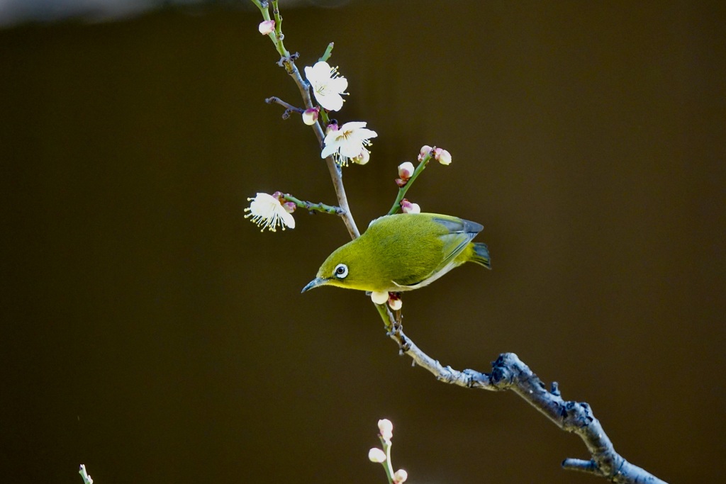 梅の花にメジロ