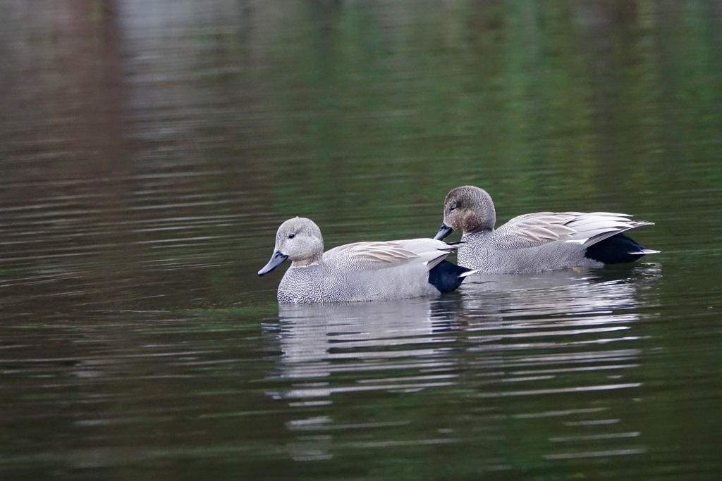 オカヨシガモ(丘葦鴨)