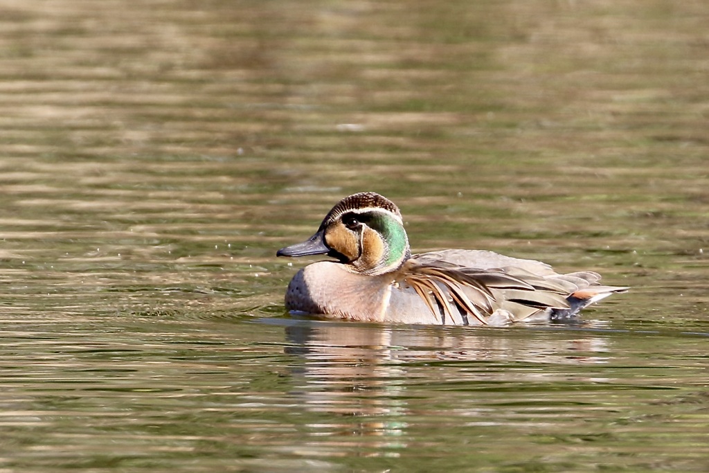 発見! 　トモエガモ(巴鴨)