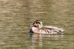 発見! 　トモエガモ(巴鴨)