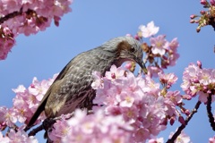 お口、真っ黄色