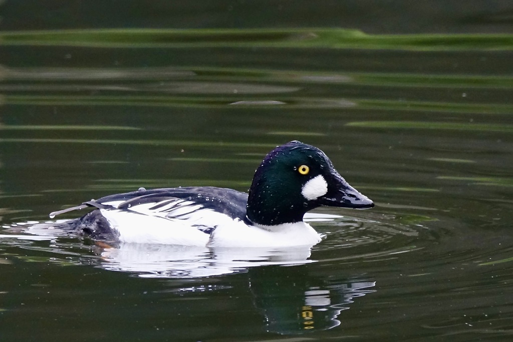 ホオジロガモ・横向き