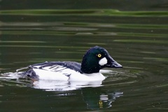 ホオジロガモ・横向き