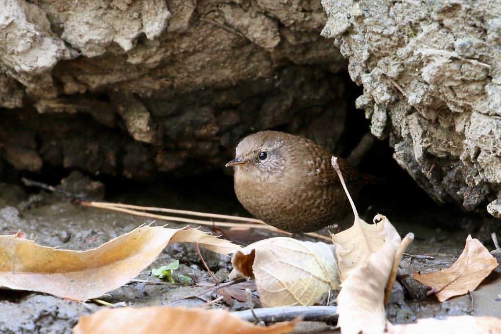 茶饅頭?! ・・・ミソサザイ(鷦鷯)