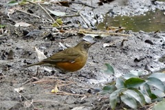 今季お初・アカハラ(赤腹)