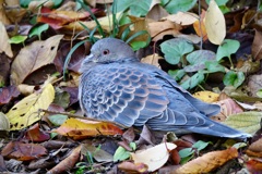 落ち葉のべットで一休み