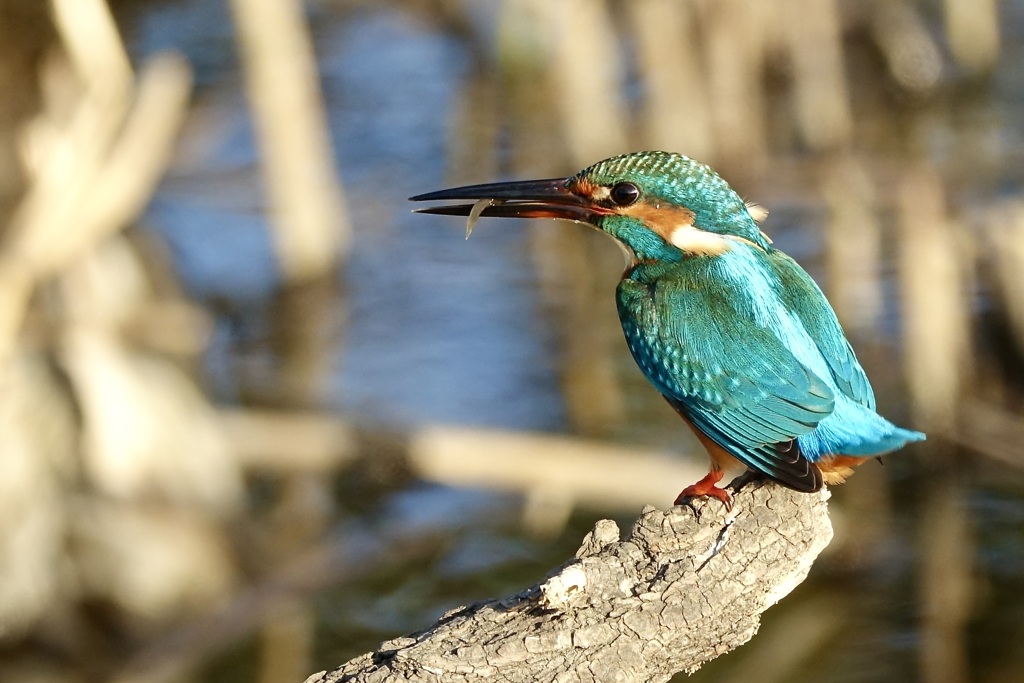 お魚　ゲット〜!　