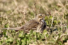 タヒバリ(田雲雀)