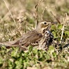 タヒバリ(田雲雀)