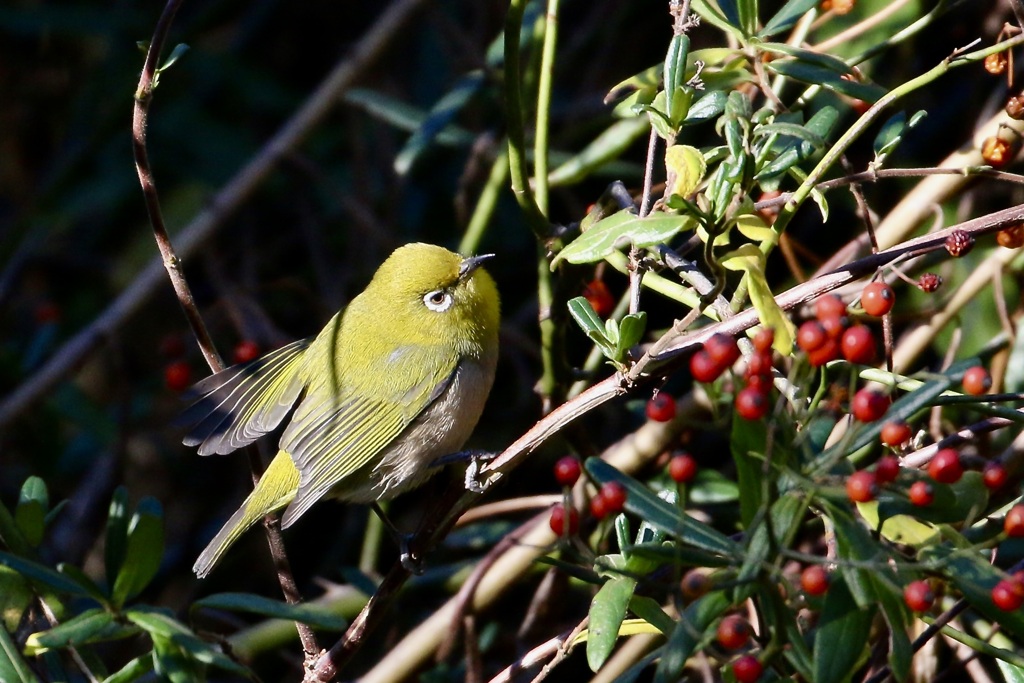 出番前のメジロさん