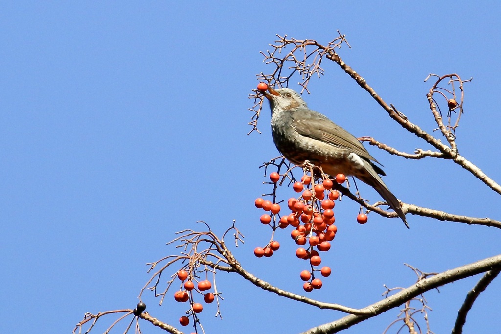 ヒヨちゃん、赤い実を食べたー♪