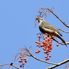 ヒヨちゃん、赤い実を食べたー♪