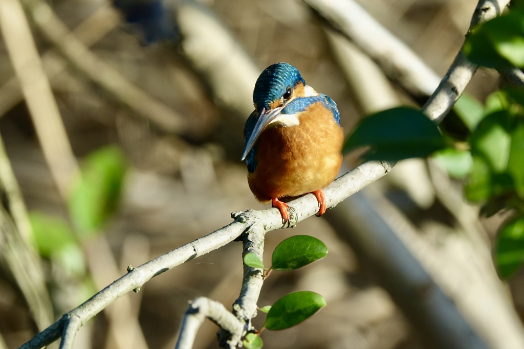 カワセミ(翡翠)