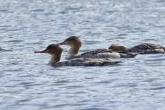 ウミアイサ(海秋沙)