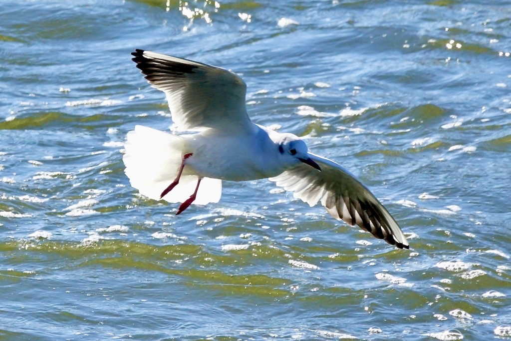 ユリカモメ(百合鴎)