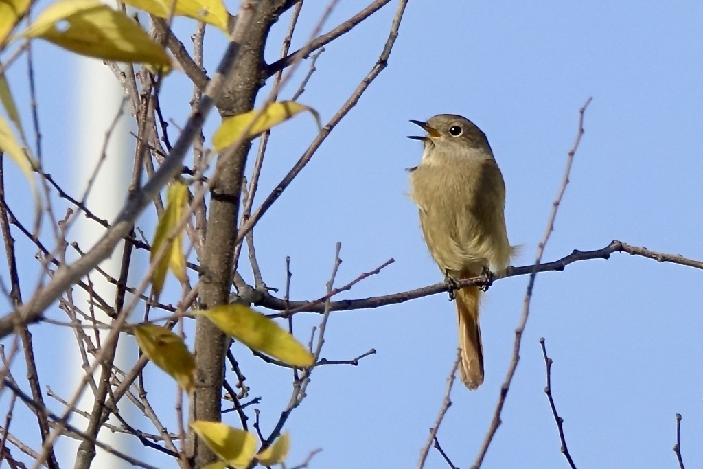 ジョウビタキ女子