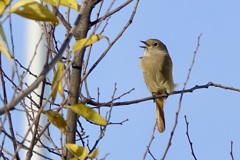 ジョウビタキ女子